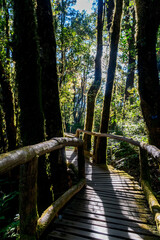 Fototapeta premium Wooden Walkway through Forest with sunlight shining through leaves