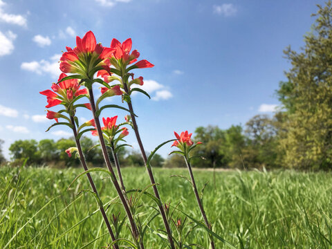 Indian Paintbrush wildflowers blooming in spring time in Texas. Blue sky background with copy space. 