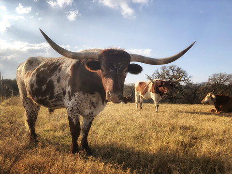 Texas Longhorn Cattle Grazing On The Winter Pasture