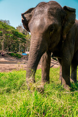 Elephants of Thailand being free in the countryside