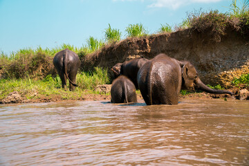 Naklejka na ściany i meble Elephants of Thailand being free in the countryside