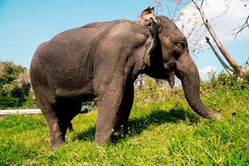 Fototapeta premium Elephants of Thailand being free in the countryside