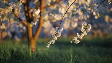 Spectacular ornamental garden with blooming cherry trees in evening light. 