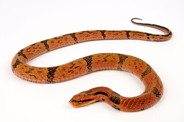 Bamboo Snake, Bamboo False Cobra // Bambusnatter (Pseudoxenodon bambusicola)