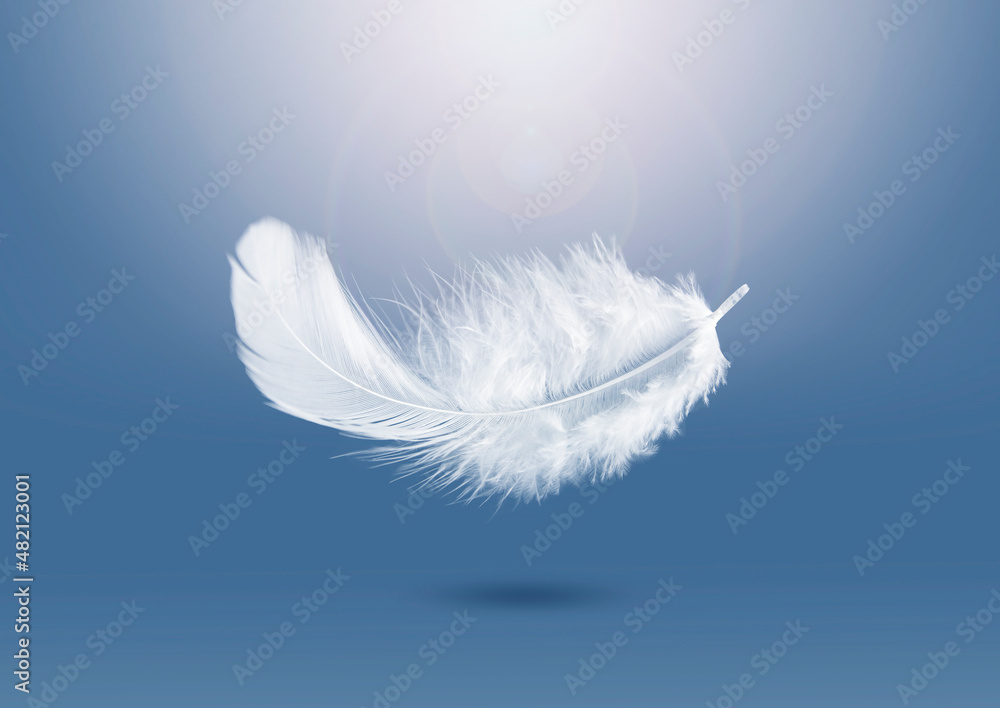 Wall mural abstract lightly soft of white fluffly feather falling in the air. down swan feather. feather floati