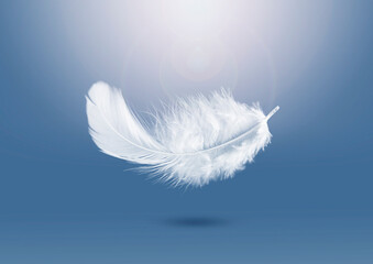 Abstract Lightly soft of White Fluffly Feather Falling in The Air. Down Swan Feather. Feather Floating