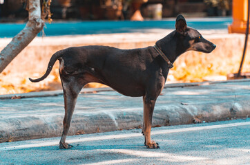 Stray Dog In Street With 3 Legs