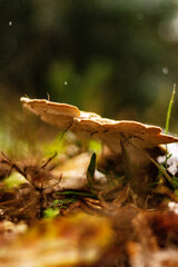 autumn in the forest