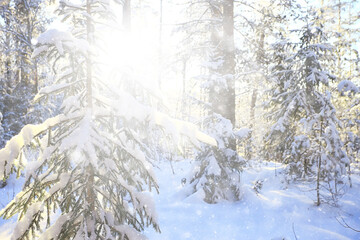 winter background snowfall trees abstract blurred white