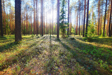 sunny summer day in green park, beautiful landscape trees background