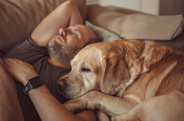 Obraz premium a man sleeps on the couch with a Labrador dog. pet, friendship