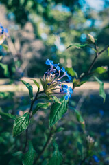 Blue flowers