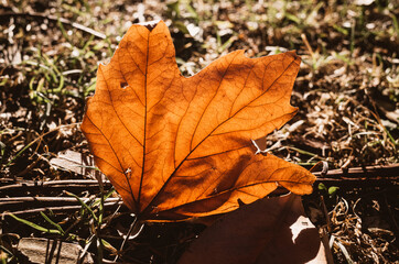 autumn leaf on the ground