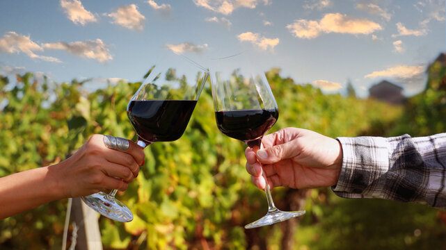 Close up of couple  drinking wine as having fun in the wineyards with evening sky scene at  Bordeaux France
