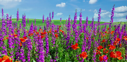 Poppy field in summer countryside on blue clear sky. Panorama of poppies and delphinium flowers field. Organic Farming seed extraction in Rhineland Palatinate, Germany. Seed collection