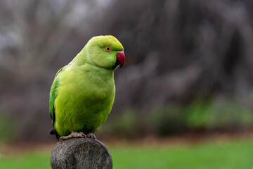 green parrot on a bench