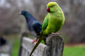 green parrot on a bench