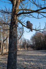 Owl is watching you