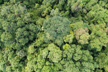 Naklejka premium Amazing abundant forest Aerial view of forest trees Rainforest ecosystem and healthy environment background Texture of green trees forest top down