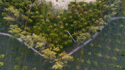 Top view beach with coconut palm trees at tropical sea Summer vacation and tour concept Beautiful light sunset or sunrise time High angle view from drone camera