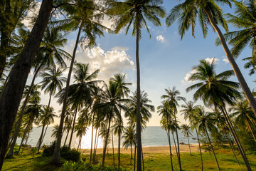 Naklejka na ściany i meble Silhouette coconut palm trees at sunset or sunrise sky over sea Amazing light nature colorful landscape Beautiful light nature sky and clouds