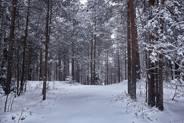 winter fir trees in the forest landscape with snow covered in december