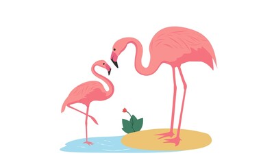pink flamingo in the water