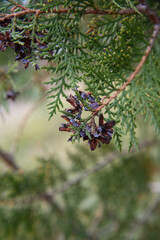 Branch of thuja with cones