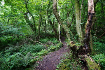 a fascinating pathway through midsummer forest
