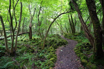 mossy rocks and fern in midsummer forest