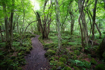 mossy rocks and fern in midsummer forest