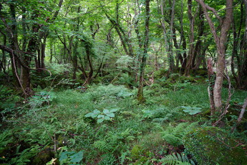 a flourishing summer forest