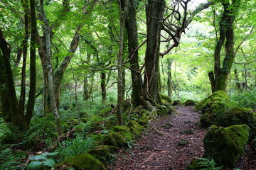 Fototapeta na wymiar mossy rocks and fern in midsummer forest