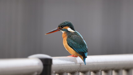 野鳥の宝石と言われているカワセミの写真