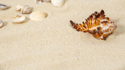 Fototapeta na wymiar seashell close-up, small pebbles on the sandy beach