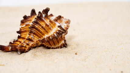 Fototapeta na wymiar a beautiful needle-shaped brown shell lies on the sand,copyspace