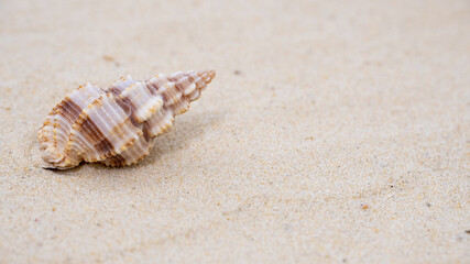 a beautiful brown shell lies on the sand,copyspace