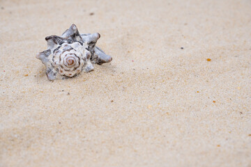 beautiful gray shell washed ashore, close-up, sandy beach