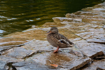 Teal – the smallest of the river ducks