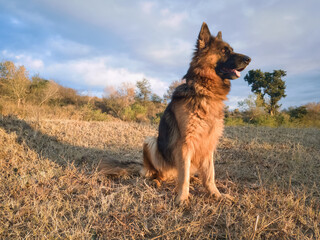 German shepherd dog sitting actively on grass. Aggressive and dangerous dog.