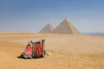 Camel and Giza Pyramids - Cairo, Egypt