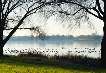 Geese colony in fog near Lincoln memorial and memorial bridge over Potomac river - Washington dc...