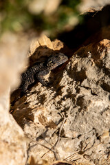 lizard on the rock, Stellagama