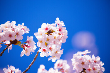 青空に桜花