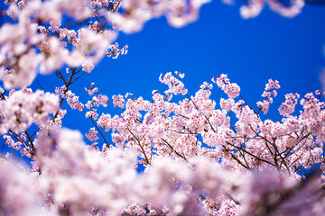 青空に桜花