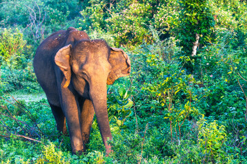 Elephant family on safari tour. Udawalawe Sri Lanka.