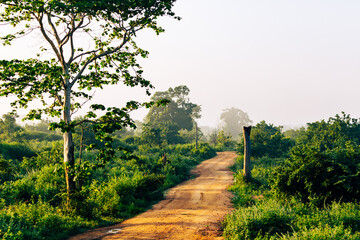 Sri Lanka Wild Animals. Nature landscape at morning time. Udawalawe National Park in Sri Lanka. Asia. © Curioso.Photography