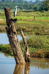 Sri Lanka Wild Animals. Nature landscape at morning time. Udawalawe National Park in Sri Lanka. Asia.