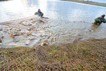 Two workers fishers in water resistant suit at commercial fishing, harvesting at fish farm, Fish Out