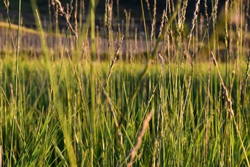 Mongolian nature grass